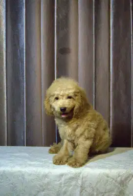 jual puppies apricot toy poodle
