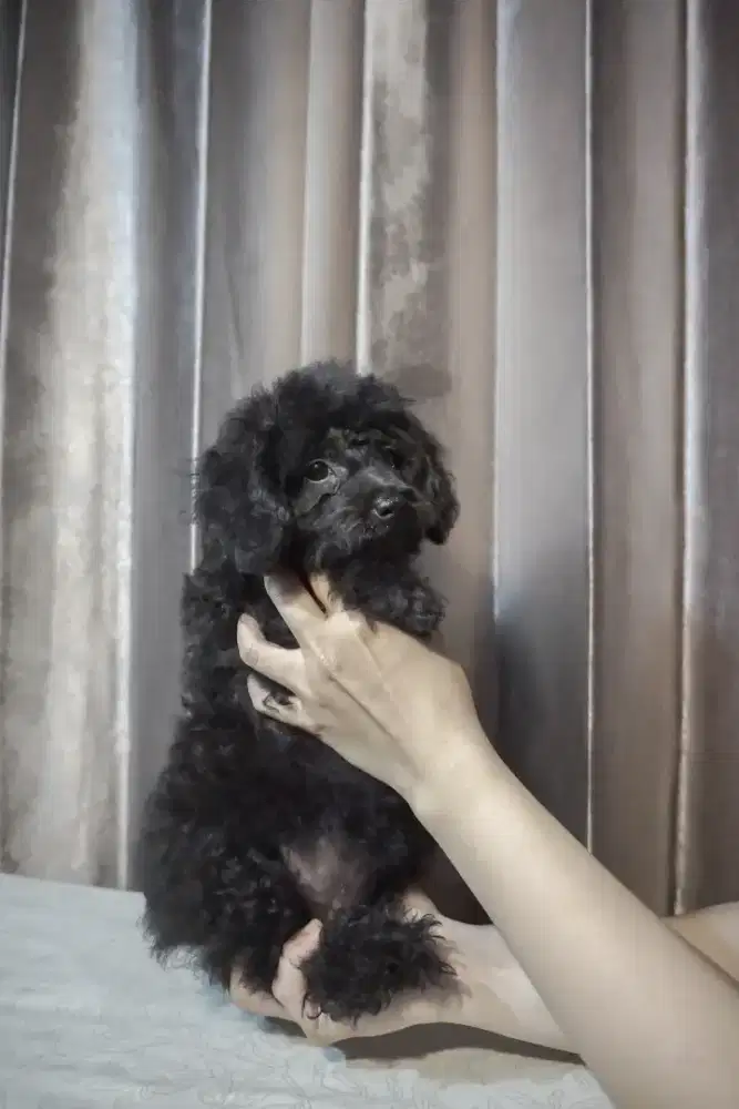 jual puppies black toy poodle