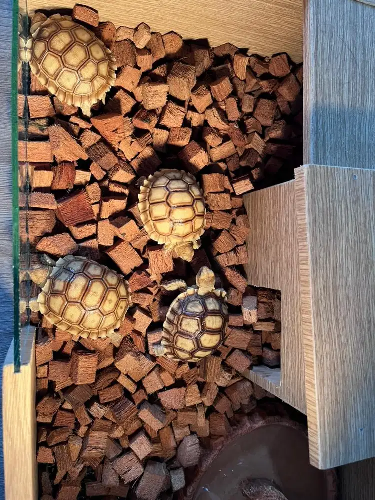 Dijual Kura sulcata