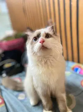Ragdoll x himalaya
