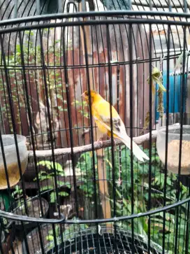 Kenari loper mulai gacor