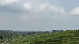 Di jual tanah kebun durian dan manggis view sawah cocok untuk hunian