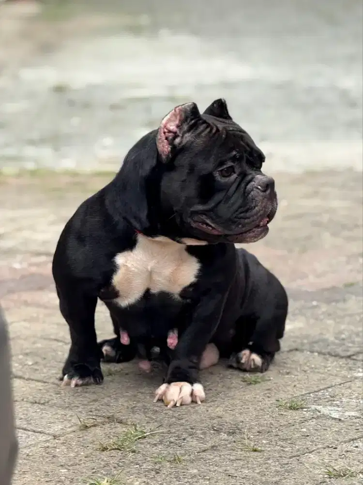 Exotic Micro Bully Indukan Anak Import USA Bloodline Super Betina