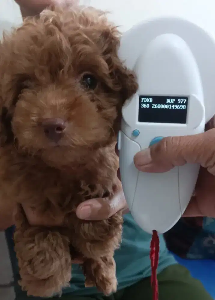 DI JUAL MURAH RED TOY POODLE JANTAN STAMBUM VAKSIN KUALITAS BAGUS