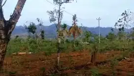 Tanah Pekarangan