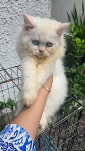 Kitten persia x bsh umur 3 bln