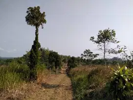 dijual tanah Desa Cihaur, Simpenan, Sukabumi Jabar