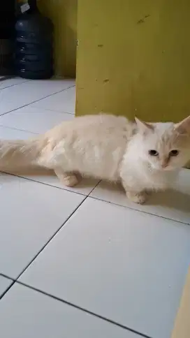 LA kucing muchkin jantan 1 tahun