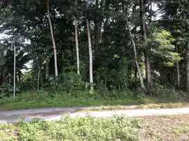 Sardonoharjo, Tanah Sleman Jogja, dekat Kampus UII