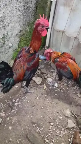 AYAM PELUNG CIANJUR JUMBO Belajar Kokok usia 6 bulan