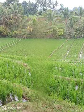 Tanah siap bangun cocok untuk villa di Tabanan Bali
