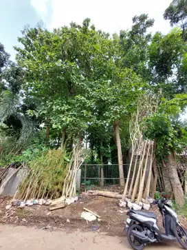 DIJUAL TANAH KAVLING EKSKLUSIF MURAH 250 m2