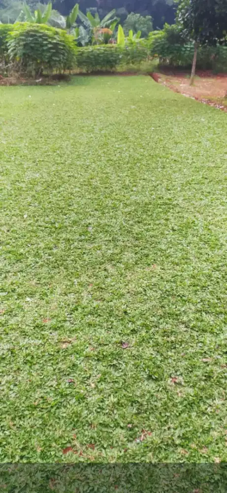 rumput taman bogor,ukang rumput bogor