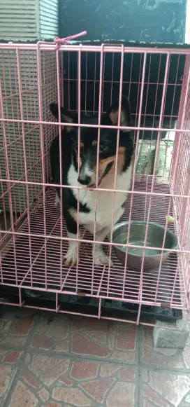 Jual cpt corgi betina masih tingting