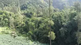 Lahan wisata 4 HA harga 250 ribu permeter di 17 km dari Gunung Bromo