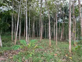 Tanah investasi kebon jati