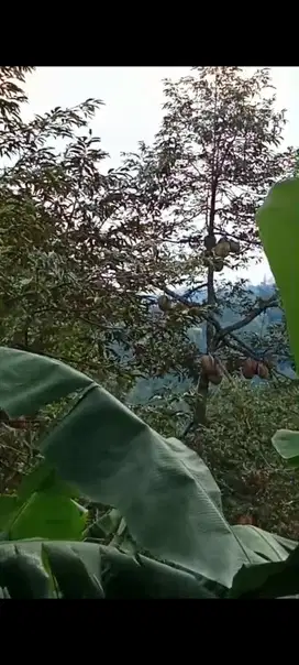 Lahan kebun durian siap panen 9 HA di 39 km dari gerbang tol Jombang