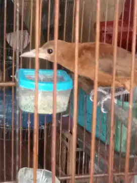 burung cica rawa emass