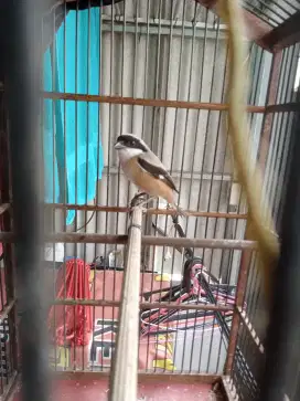Cendet harian bunyi