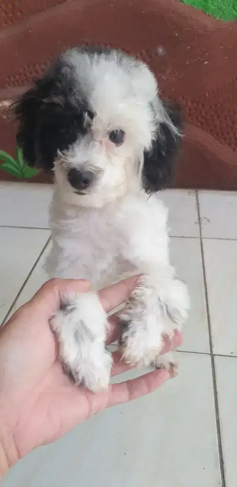 Poodle Party Color Jantan