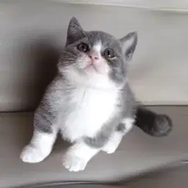 Kucing Munchkin BSH Bicolor Blue (Cebol)