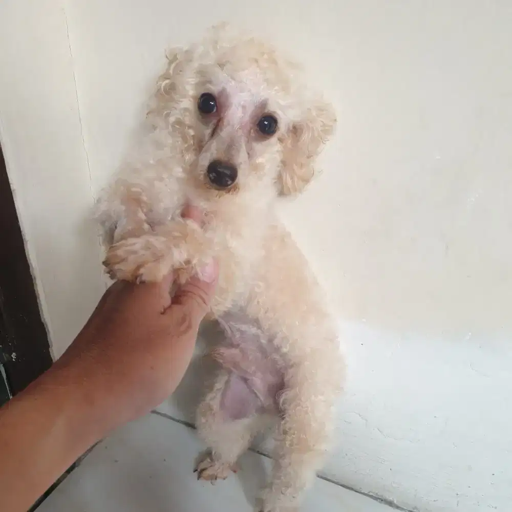Poodle Toy jantan 2,5 tahun