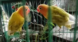 Paud lovebird mandiri