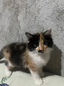 kucing kitten persia