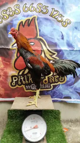 Ayam Pakhoy Sepasang