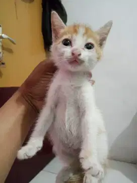 Kitten mixdome lucu