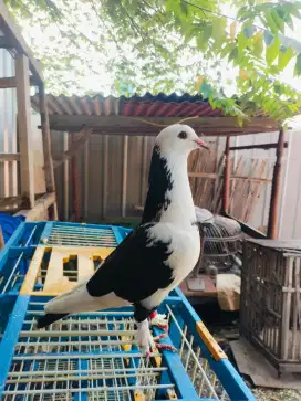Merpati kolongan bebas