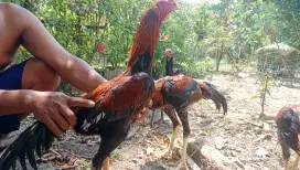 Ayam jago x Biang ayam