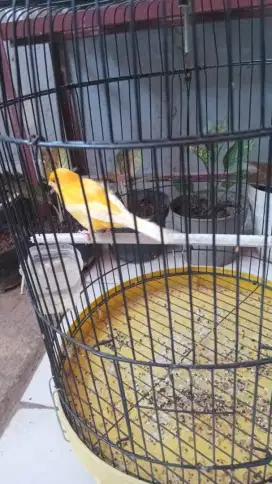 Jual kenari kuning