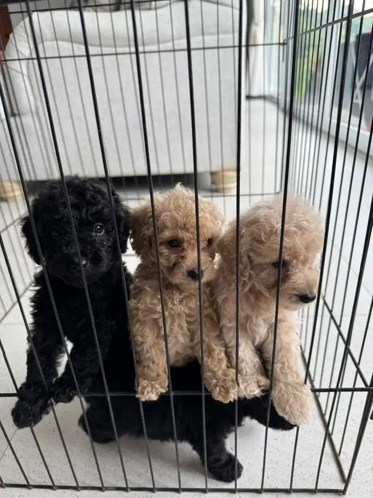 Toy Poodle Puppies