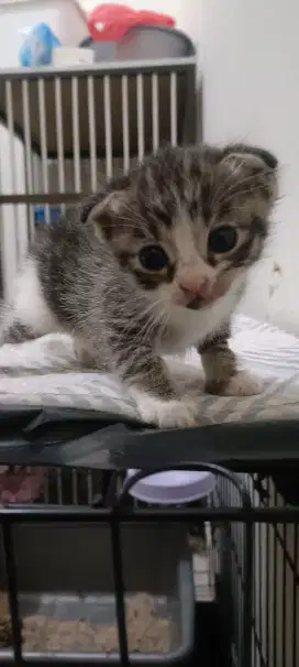 Open PO Lepas Adopt Bermahar Scottish Fold Jantan