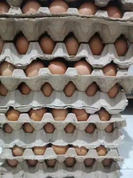 Jual telur fressh per kilo