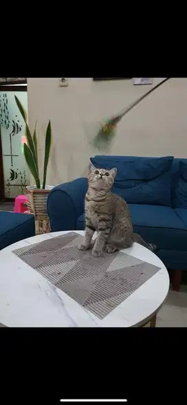 Scottist straight tabby 5 bulan