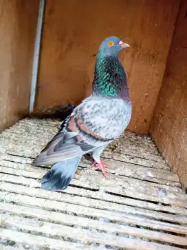 Burung Dara Bujangan Mewah