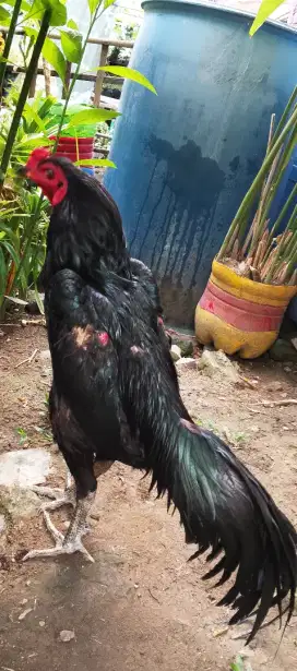 Ayam phanat black