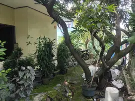 TURUN HARGA LAGI NIHEDISI MAU PULANG KAMPUNG DIJUAL CEPAT RUMAH HOOK