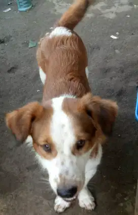 Anjing korgi mix beagel