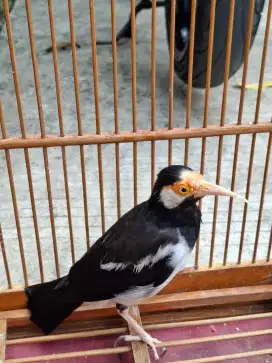 burung jalak suren