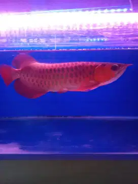 Arwana super red
