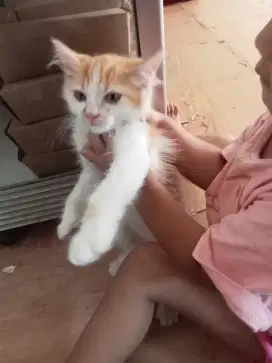 Dijual kucing anggora murah