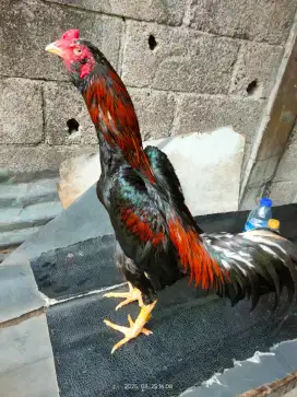 Ayam jalu Mangon x bangkok