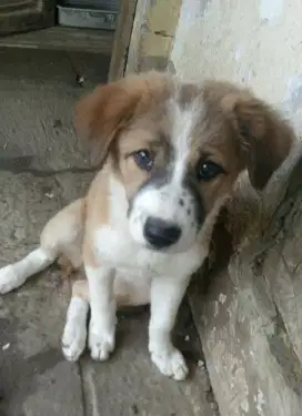 Puppy corgi mix beagel