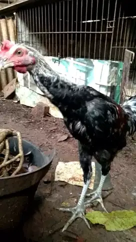 sepasang ayam pelung remaja