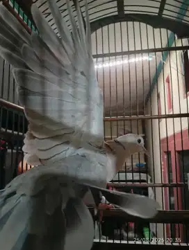 Burung puter remaja plus kandang Ebod