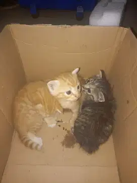 Anakan kucing lucu
