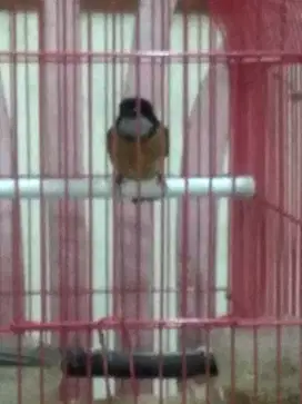 Burung Bimoli Jantan Sudah Voer Total